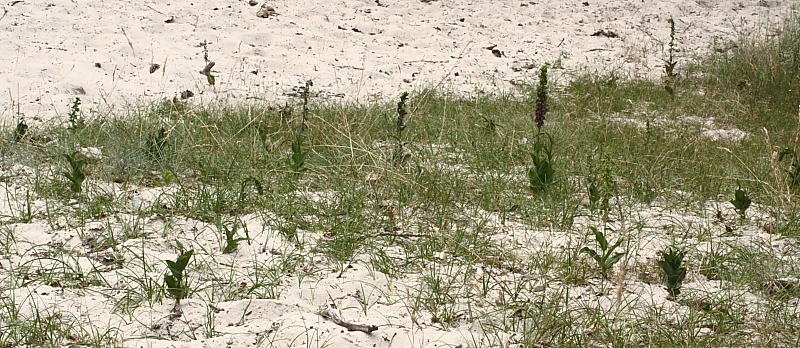 epipactis3.JPG