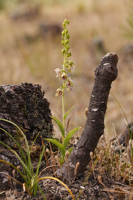 Epipactis helleborine ssp. neerlandica - Duinwespenorchis