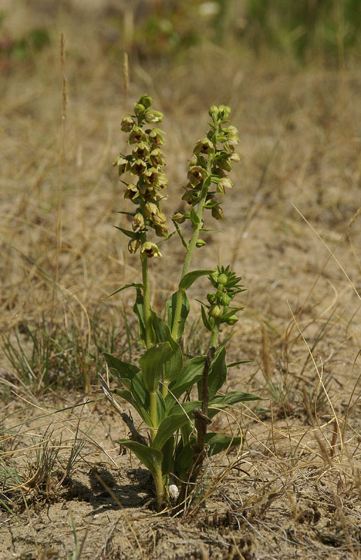 Duinwespenorchis, Kennemerduinen 10 aug 2013