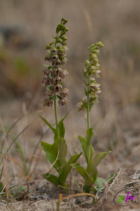 Duinwespenorchis klein.jpg