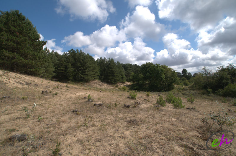 Biotoop duinwespenorchis.jpg