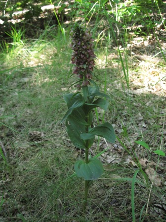 Totaalbeeld van de plant