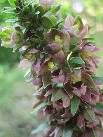 Detail van de bloemen