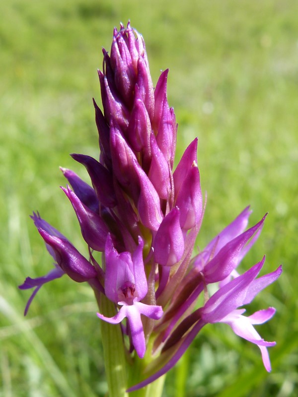 Fr. Drôme 2013 (131) (Custom).JPG