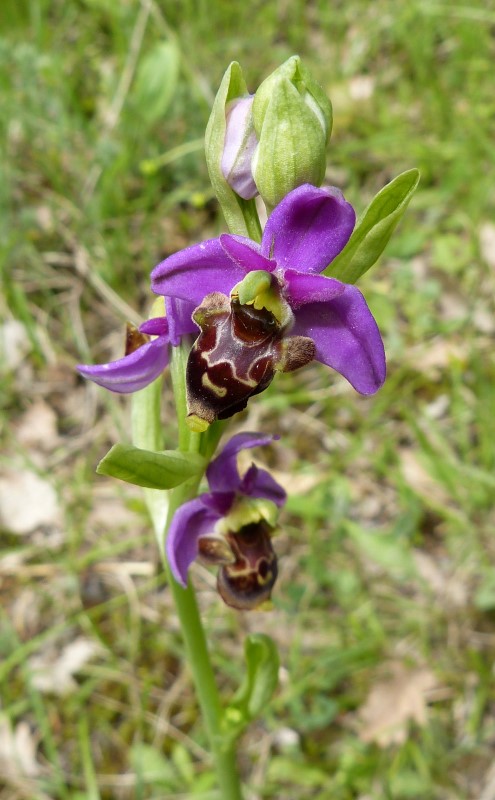 Fr. Drôme 2013 (654) (Custom).JPG