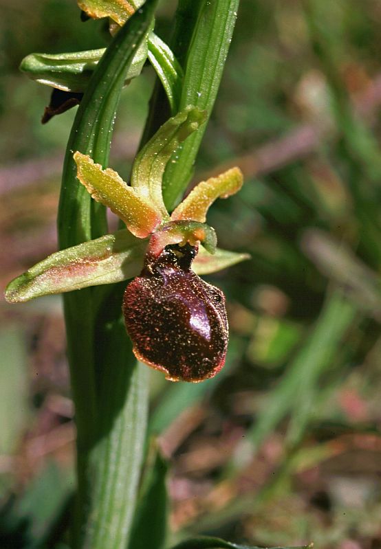 O. massiliensis Cassis En Vau 2-96 (1).jpg