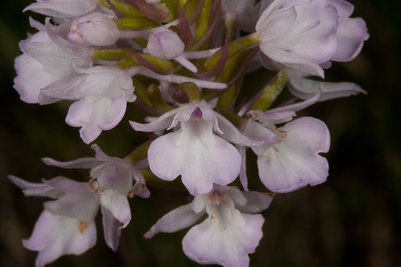 Anacamptis pyramidalis-280412-9348.jpg