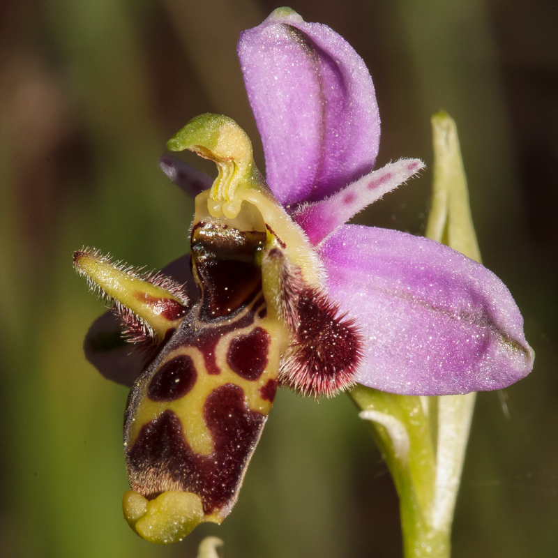 Ophrys scolopax subsp. picta - D11_1065.jpg