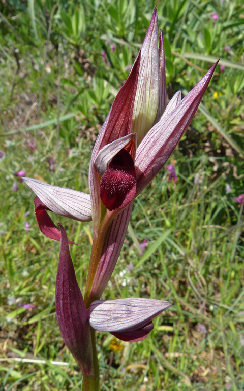 serapias vomeracea.jpg
