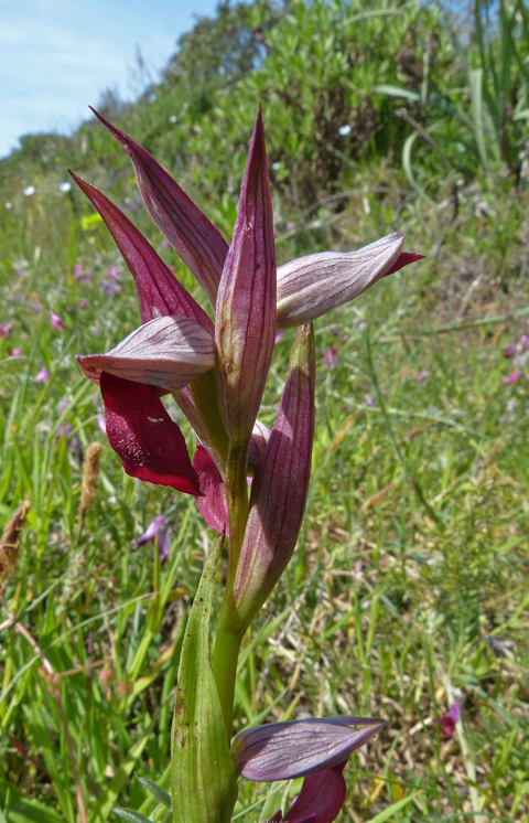 serapias spec.jpg