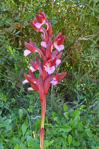 orchis papilionacea var. chlorotica.jpg.jpg