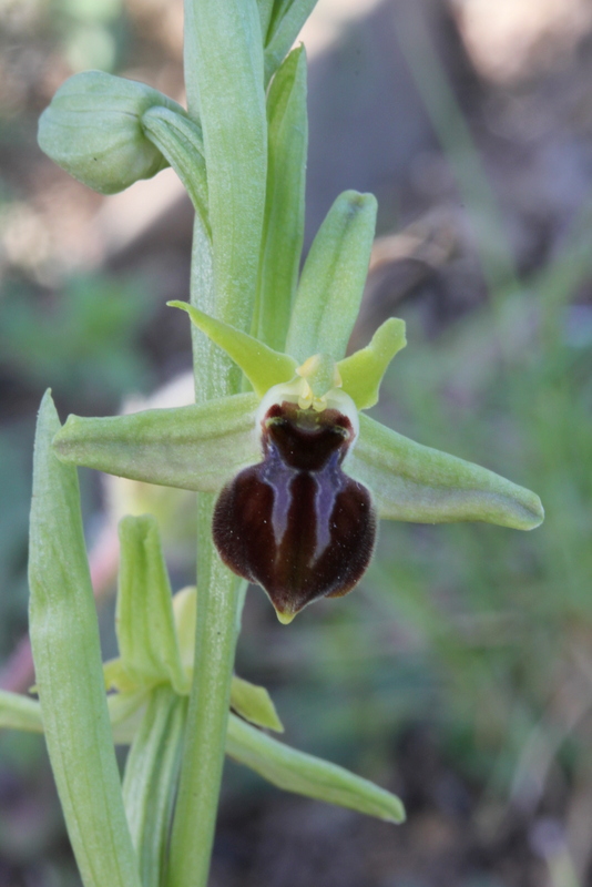 Ophrys sphegodes ssp. cretensis Olymbi-Kato Fana CH48 180313 (9).JPG