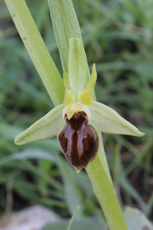 Ophrys sphegodes ssp. cretensis Olymbi-Kato Fana CH48 180313 (8).JPG