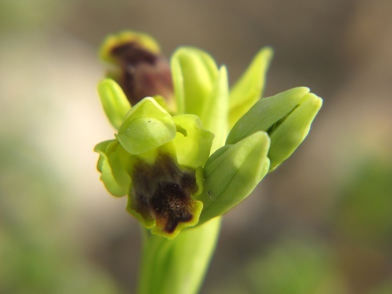 Ophrys-melena.jpg