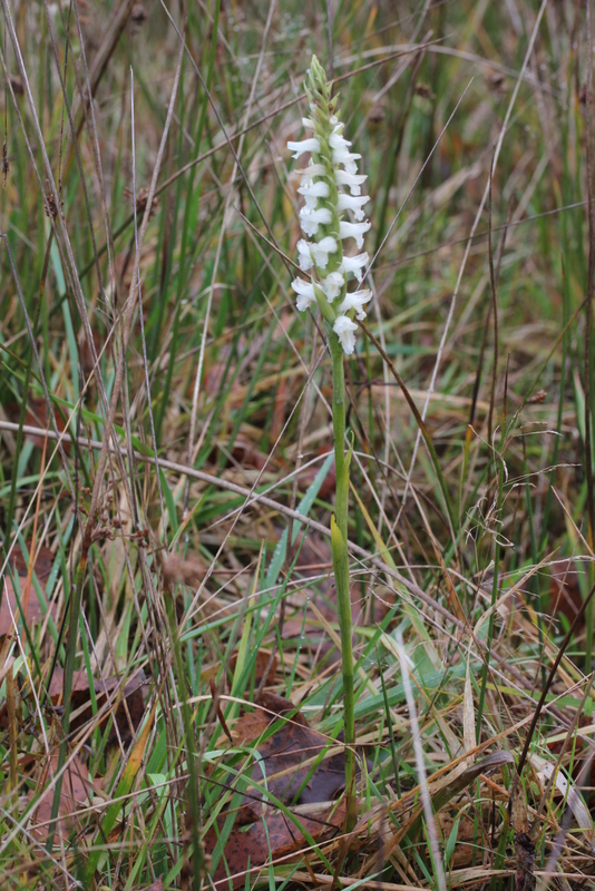 Spiranthes cernua var. odorata 26112013 (22)-001.JPG