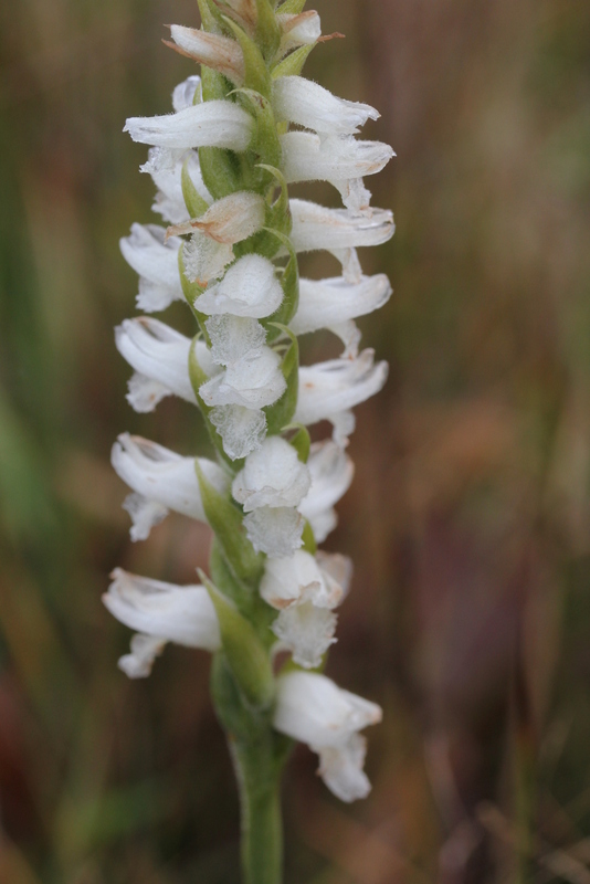 Spiranthes cernua var. odorata 26112013 (23)-001.JPG