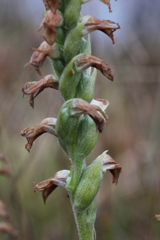 Spiranthes cernua var. odorata 26112013 (16)-001.JPG