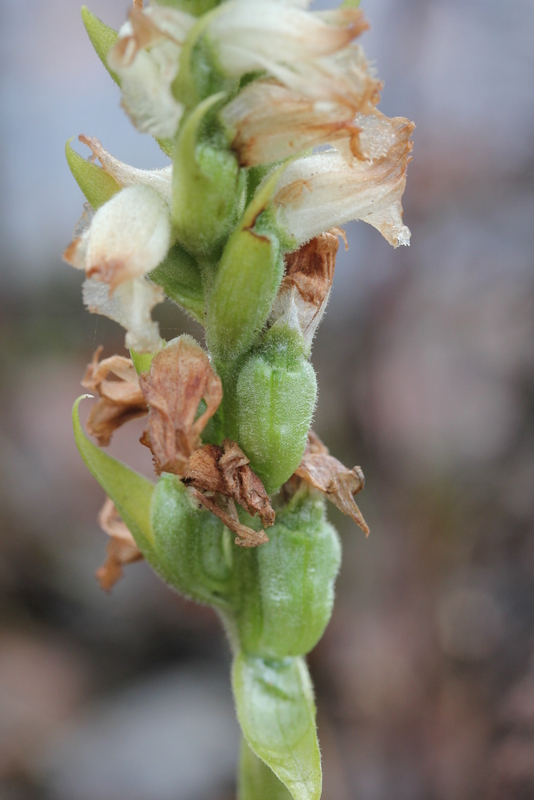 Spiranthes cernua var. odorata 26112013 (20)-001.JPG