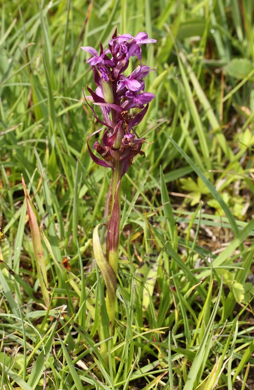 dactylorhiza.jpg