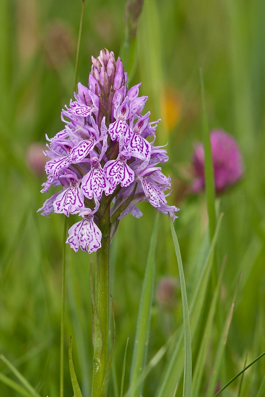 D. maculata of D. caramulensis?