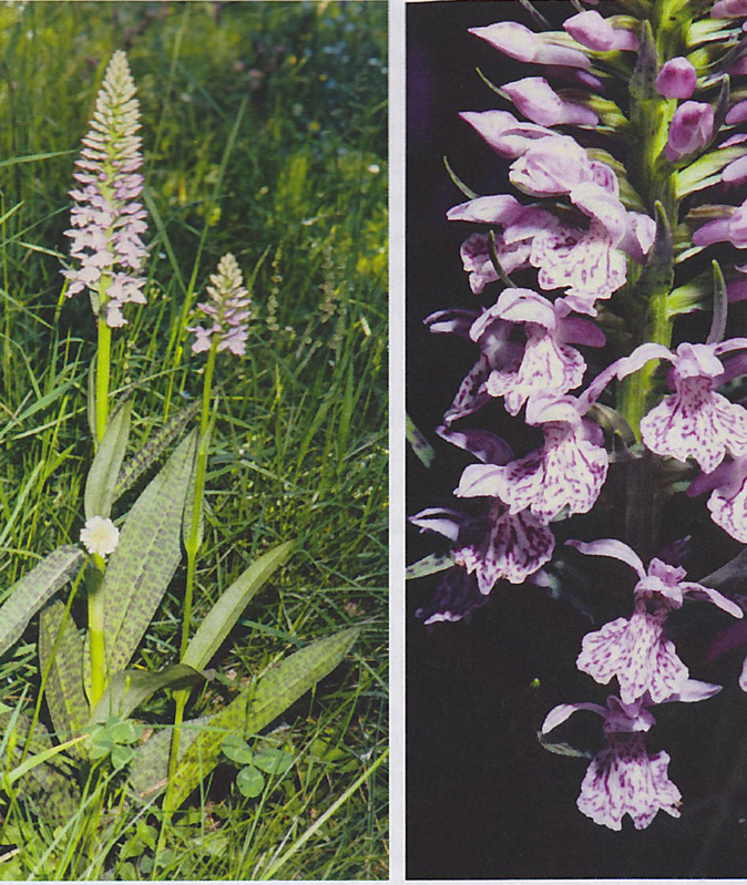 D. praetermissa Daiss.jpg