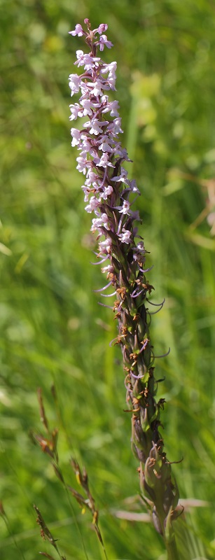 gymnadenia2.jpg