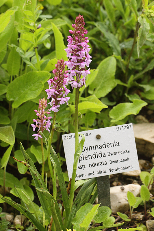 gymnadenia splendida odorata.jpg