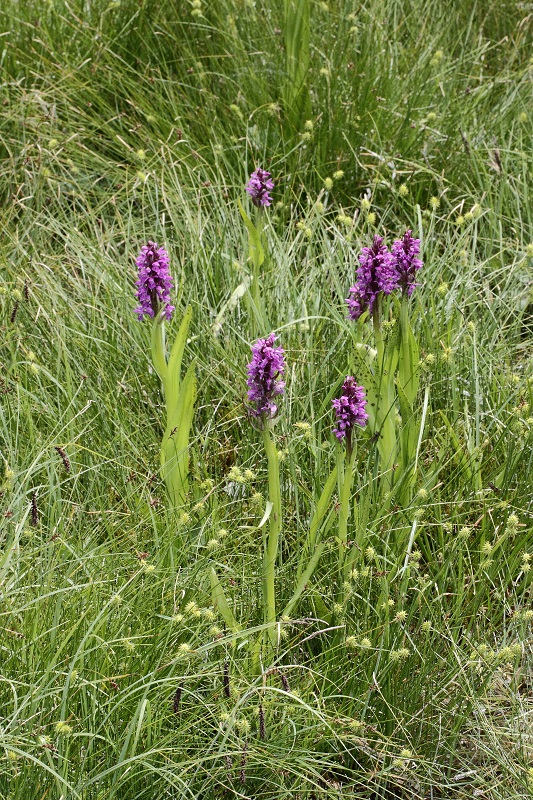 10b.jpg