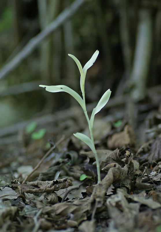 C.damasonium, Lanay 29 mei 2010