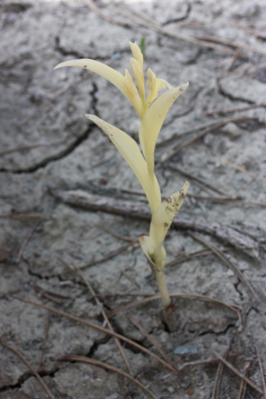 TU-Cephalanthera damasonium Belenoren-Ankara TU88 070510 (2).JPG