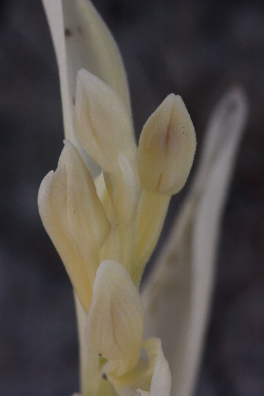 TU-Cephalanthera damasonium Belenoren-Ankara TU88 070510 (4).JPG