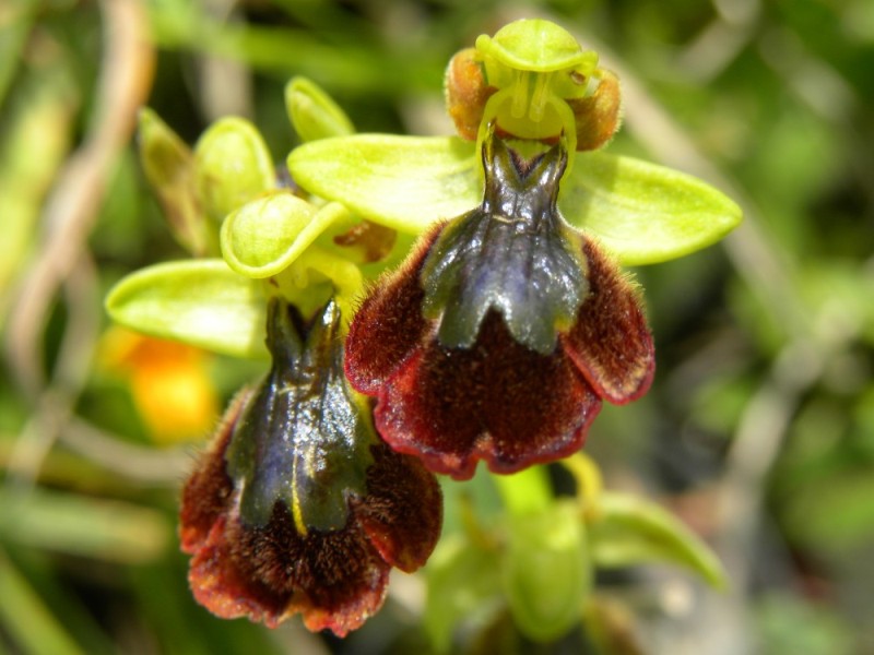 DSCN5823 (800 x 600).jpg