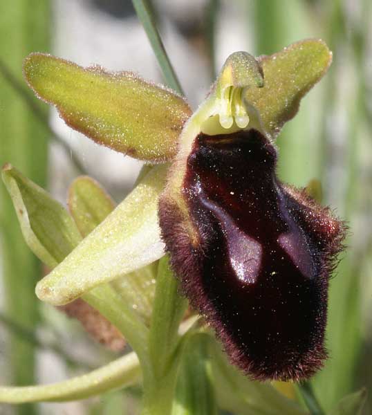 Ophrys promontorii Mattinata 2012
