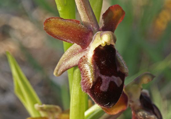 Ophrys promontorii, Monte Calvo 2013