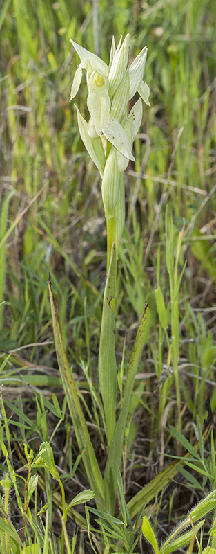 serapias3.jpg