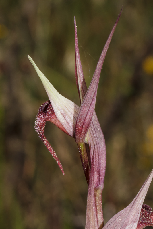 Serapias strictiflora subsp. strictiflora - D11_1217.jpg