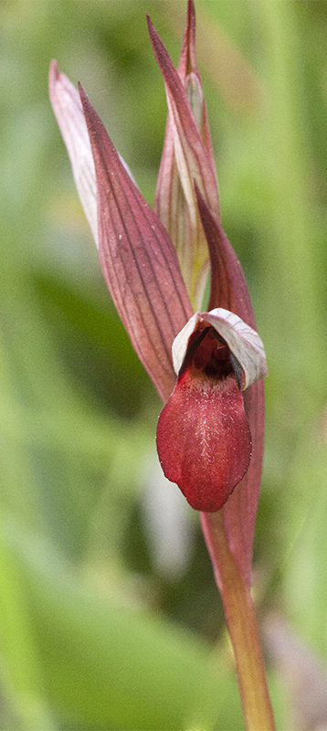 serapias7.jpg