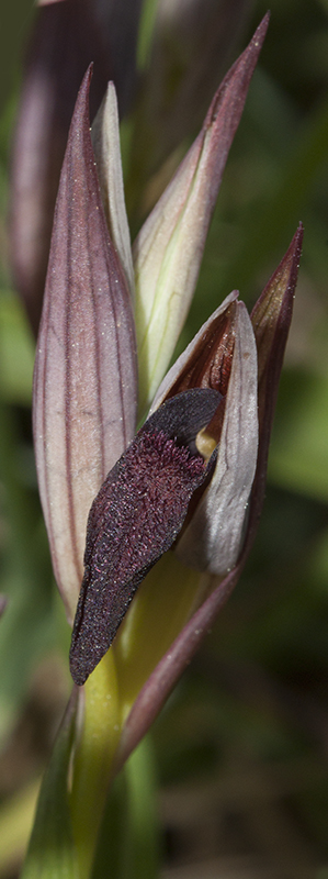 serapias6.jpg