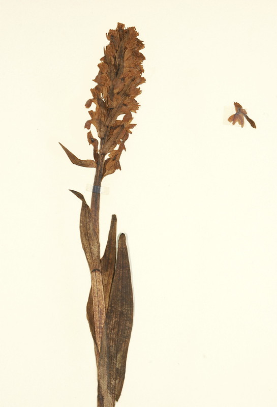 2-bredeorchis_1_1.jpg