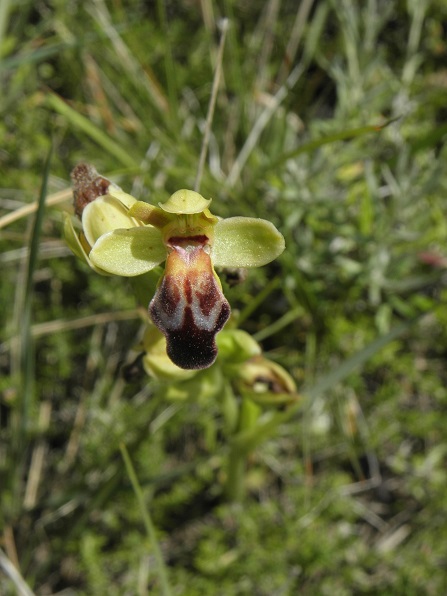 Ophrys fusca susp.?