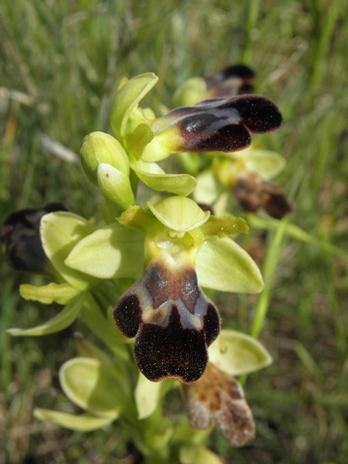 Ophrys fusca subs.?