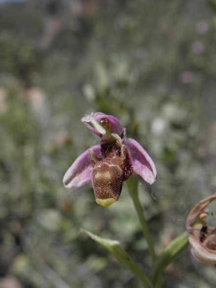 Ophrys scolopax?