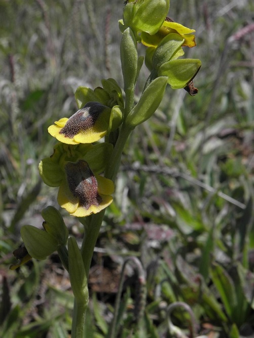 Ophrys lutea