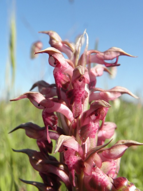 Orchis coriophora