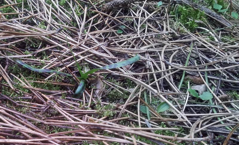 Bladrozet 2014-05-05.jpg