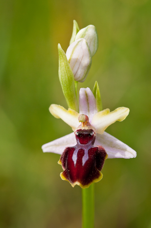 Ophrys arachnitiformis?