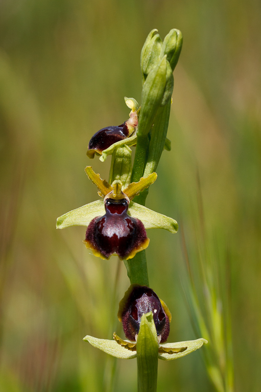 O. riojana?