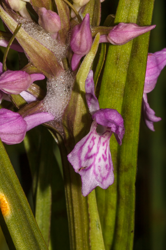 D. incarnata var. haematodes - D14_1416.jpg