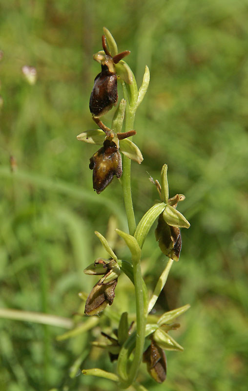 Ophrys insectifera x holoserica 23 mei 2014