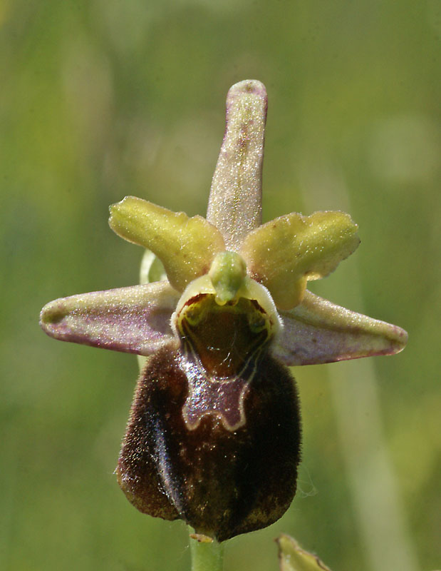 Ophrys areanola x holoserica 23-5-2014
